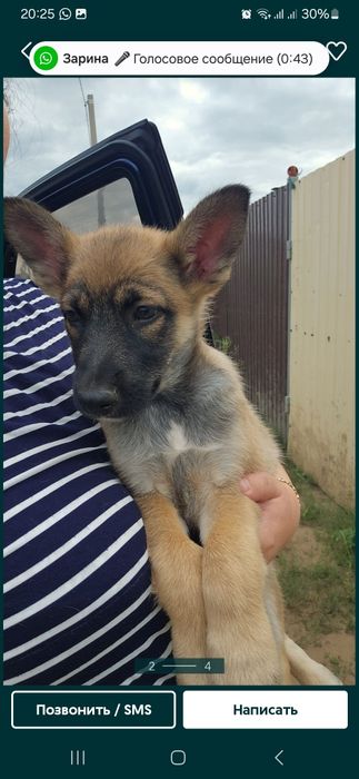 Отдам щенят в хорошие руки