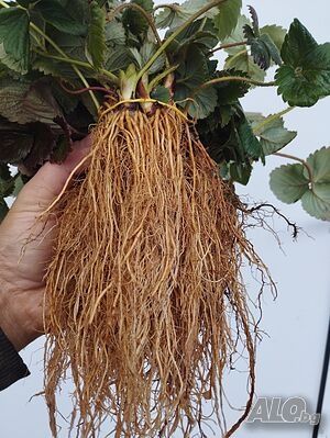 разсад ягоди и малини