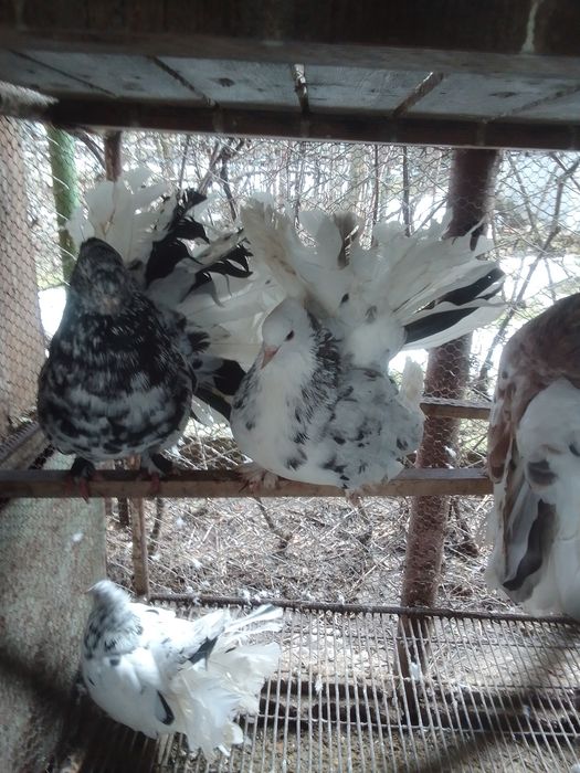 Porumbei voltat indian