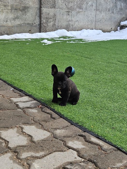 Французский бульдог