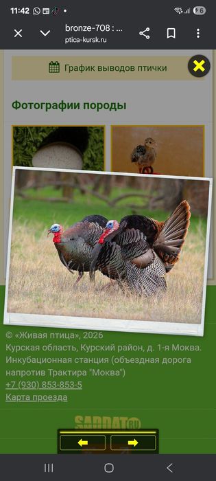 Үндік балапаны бронза 708