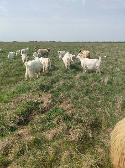 Văd capre fătate cu iezi langa el și oi cu miei