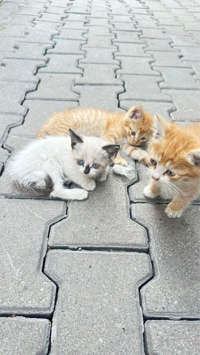 Отдам котят в хорошие руки