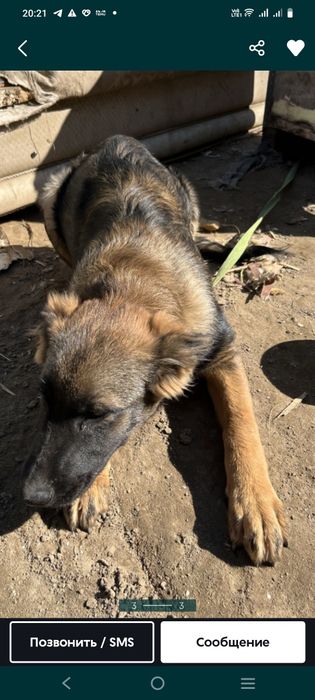 Пропала собака кто видел