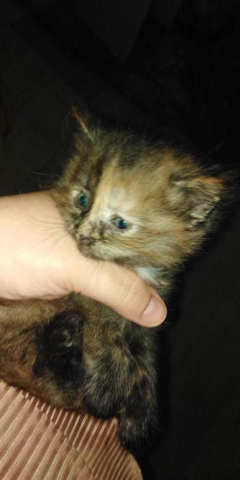 Отдам котиков в добрые руки