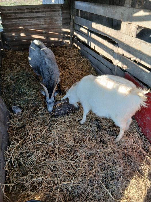 De vânzare 2 capre la a 2 fătare amândouă preț 1100 lei amândouă