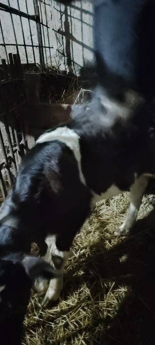 Vand Vițea din rasa buna de lapte
