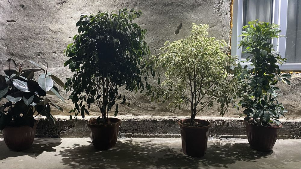 Цветы офисные и комнатные!!! Акция!Фикус шеффлер бенджамин трахикарпус