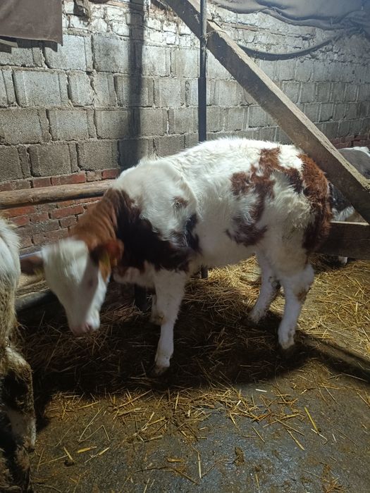 Vând vițel și vitele