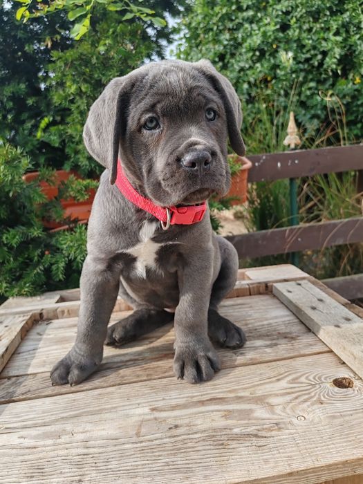 Cane corso disponibile