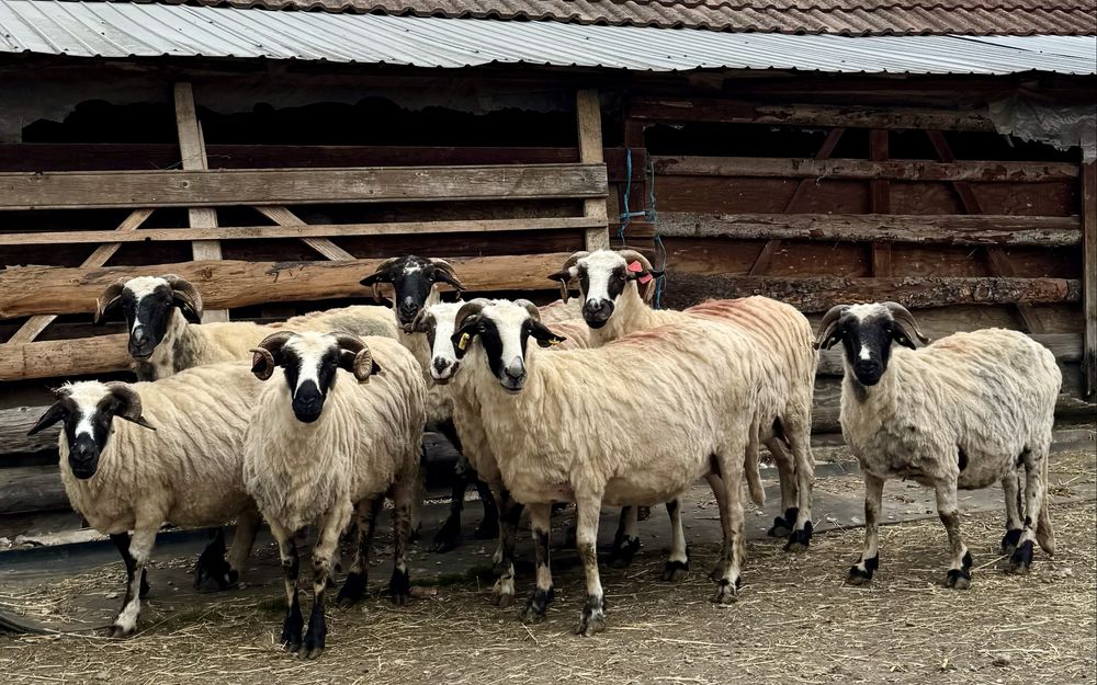 Oi breze de vânzare