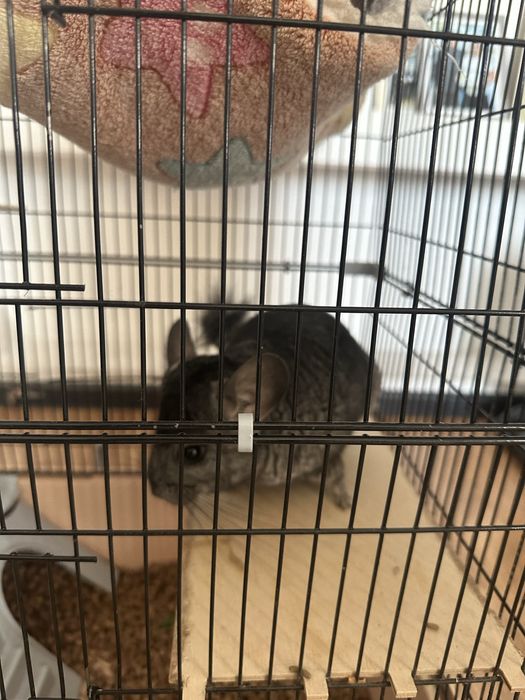 Продам шиншилла вместе клетками со всеми