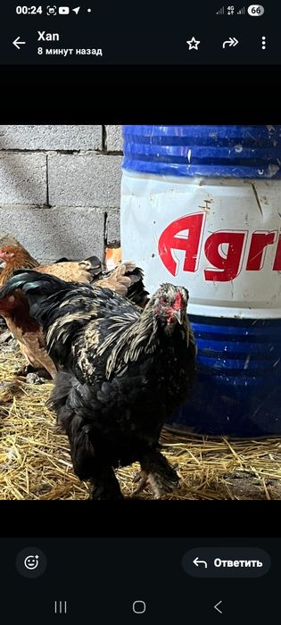 Продам куры брамы