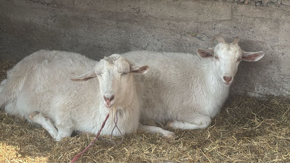 Зенинский коза двое