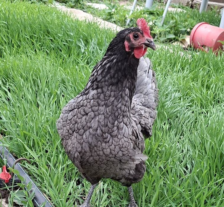 Vând Cocoș si gaini australorp