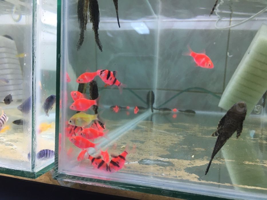 Tetra Diskus galeti de 10 L- hrana pesti. Fulgi , purec uscat, pesti