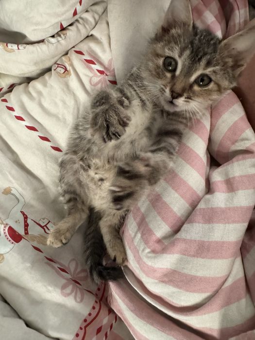 Отдам котенка в добрые руки
