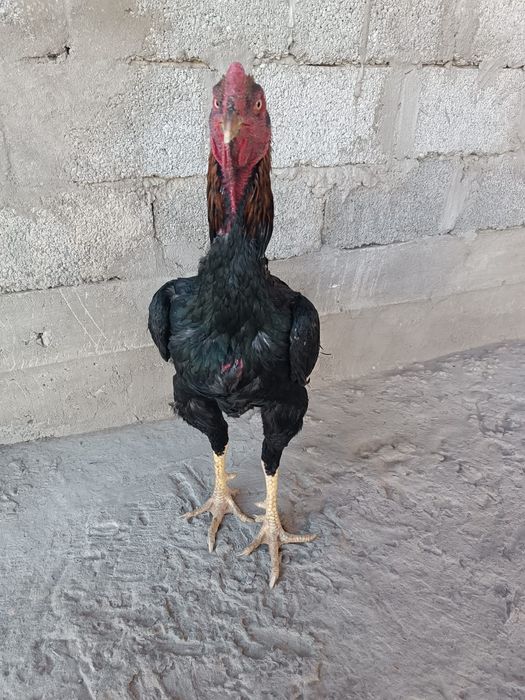 Бойцовский петух