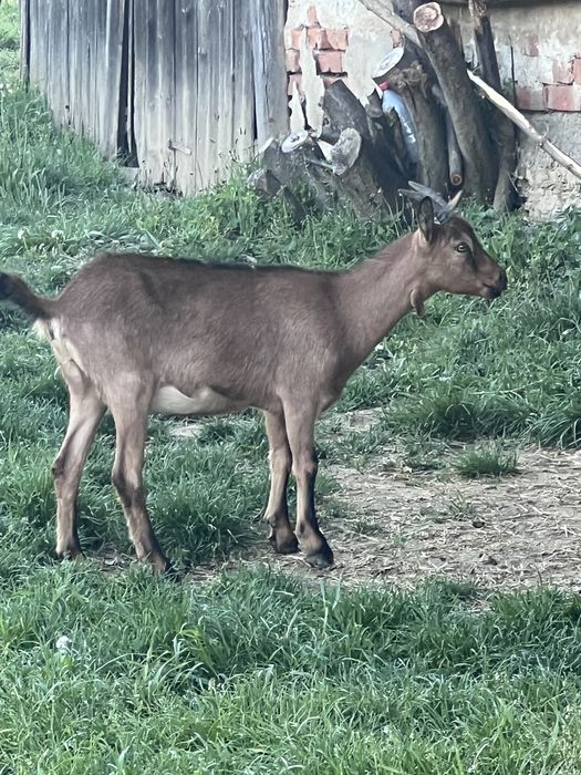 Iedute alpine franceze
