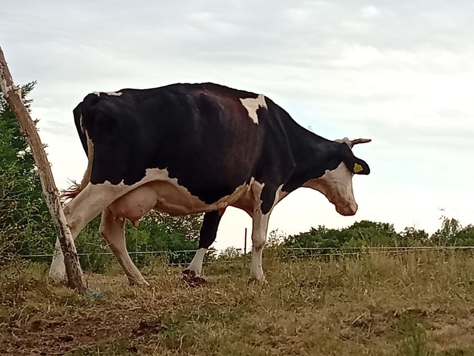 Vând vaca de 6 ani