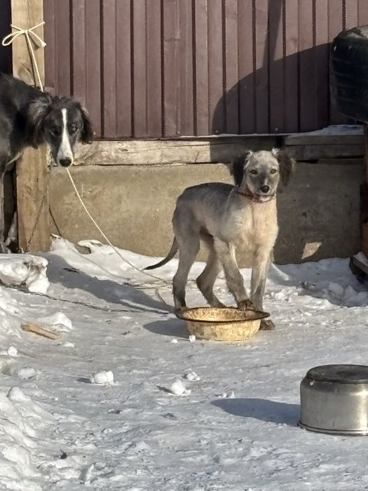 Тазы күшік сатылады