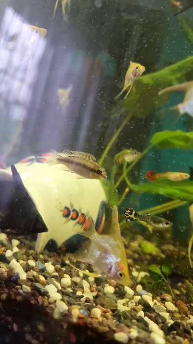 Продам гуппи или обменяю