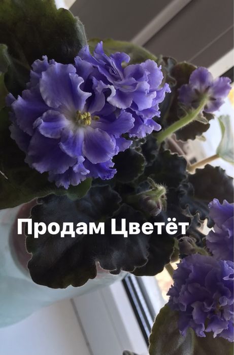 Продам фиалки Красивые , ухоженные