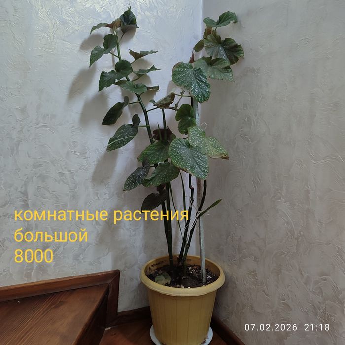 Продам комнатные растения