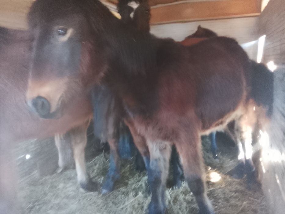 1 бас еркек жабағы сатылады Өскеменде тұр доставка бар. Барлық сұрақта