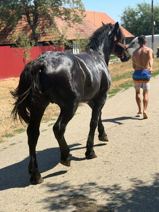 Vând armăsar negru un an și 3 luni