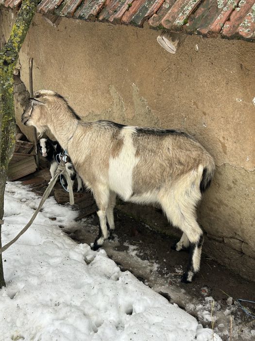 Vand o iada la prima fatare