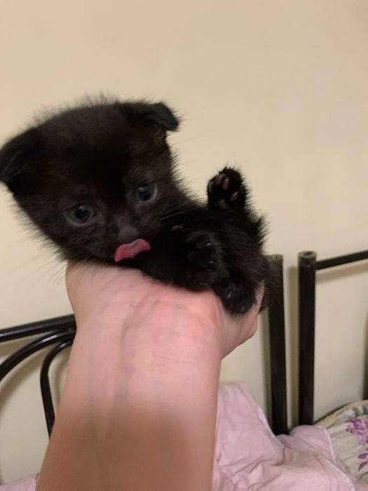 Вислоухая девочка