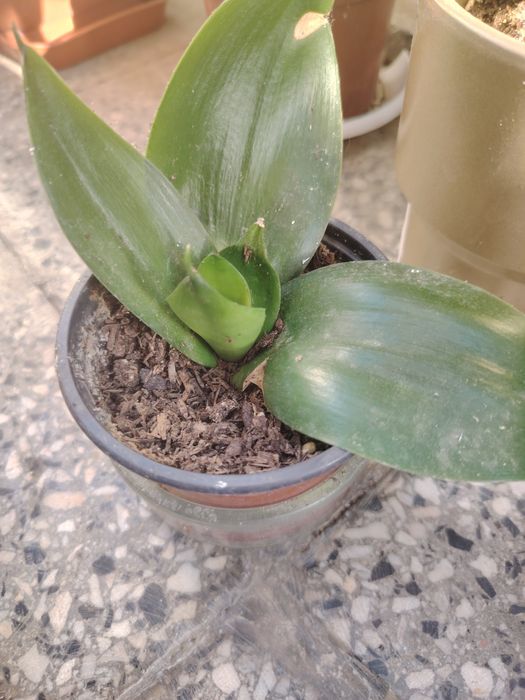 Продавам алое вера и сансеверии