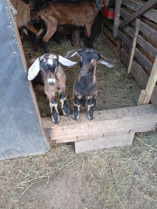 Capre și iezi anglonubieni