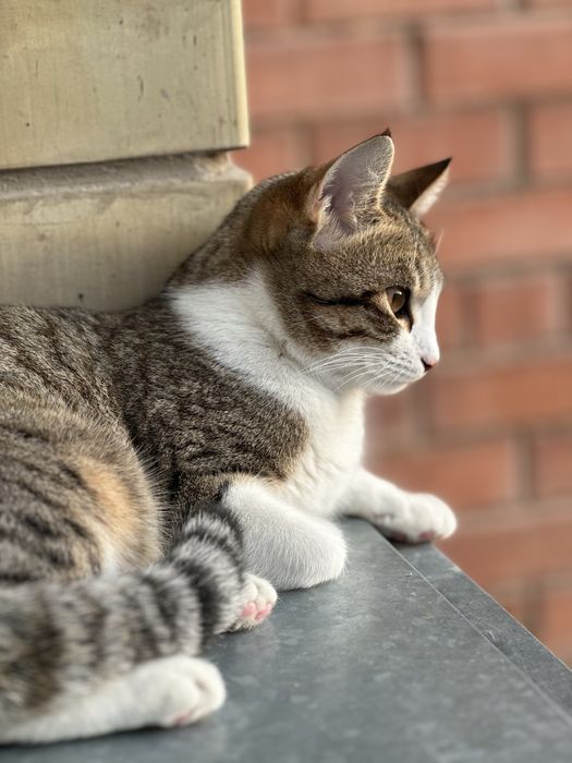 Отдам в добрые руки