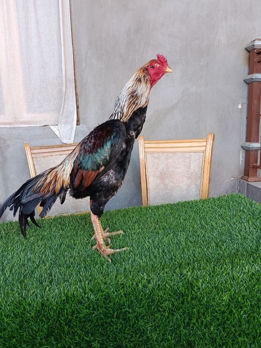 Dakan xoroz sotiladi