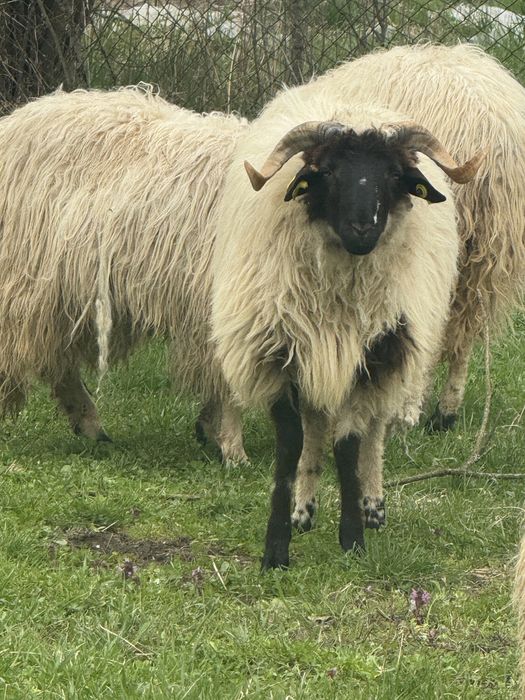 vand oi si berbeci vi sau taiate