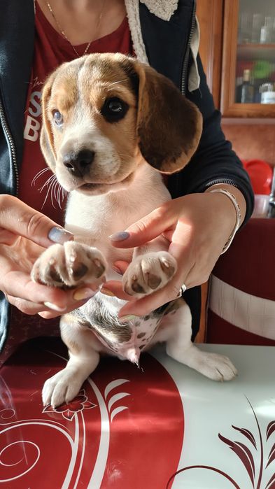Beagle de vanzare
