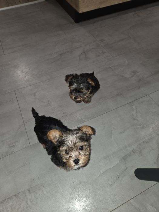 Кученцата мини йоркширски териер