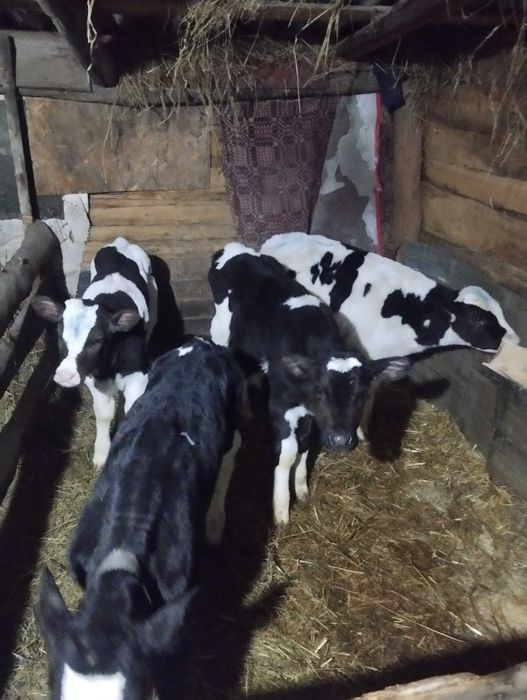 Vând 4tauras de 3.4 saptamani