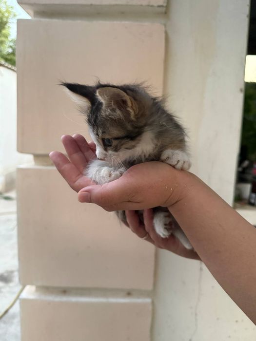 Котята  отдам хорошие руки