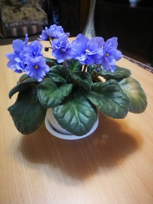 Фиалки красивые 2000 тенге