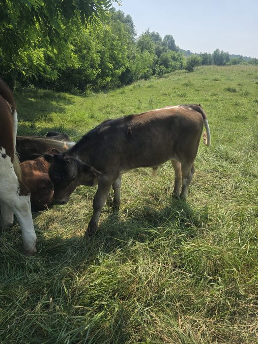 Vând vițele, viței si vacă