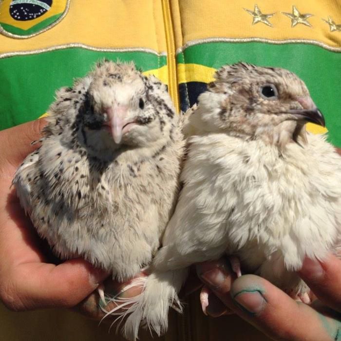 Prepelite pentru carne-Jumbo White (Coturnix Coturnix)