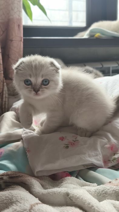 Шотландские котята