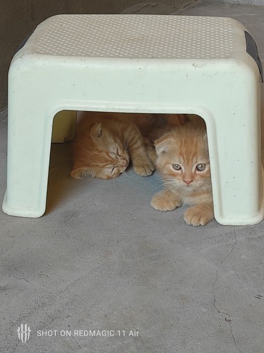 Котёнки продаётся, СКОТИШ ФОЛД. Zotli Mushukchalar  sotiladi 2oylik.