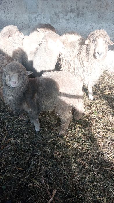 Oi gestante de vanzare