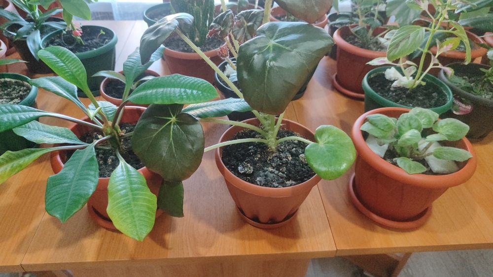 Продам комнатные растения