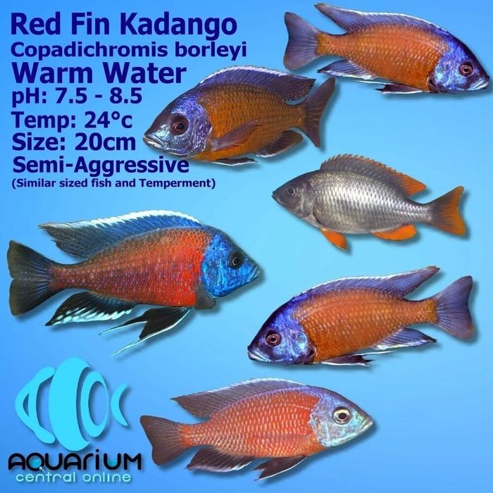 Малави Африканские Цихлид Выбор много afrika malavi sixlidlari sotilad