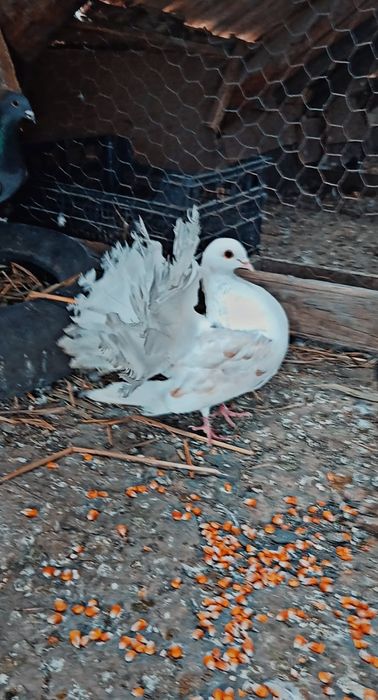 Vând femelă de rasă  curcan